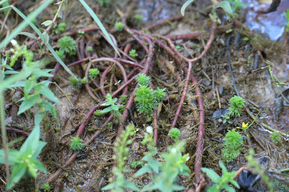 Limnophila heterophylla (Roxb.) Benth.